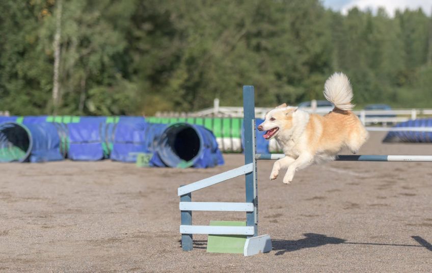 Islandzki szpic pasterski w skoku przez stacjonatę