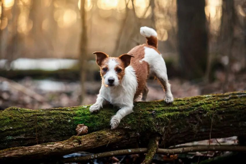 jack russell terrier