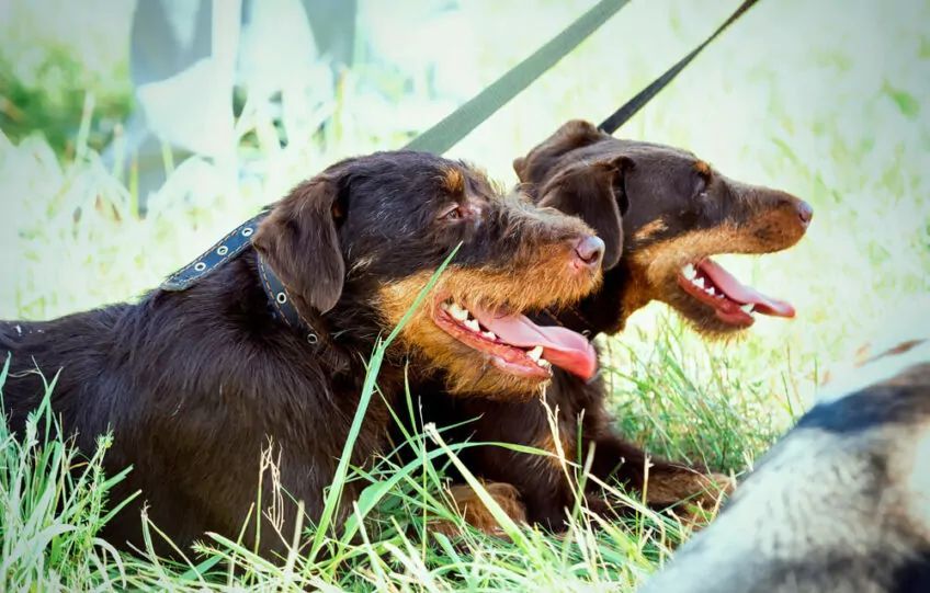 niemiecki terier myśliwski jagdterrier