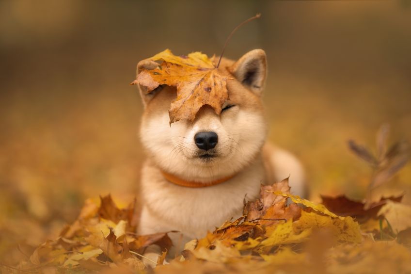japońskie rasy psów shiba inu w jesiennych liściach