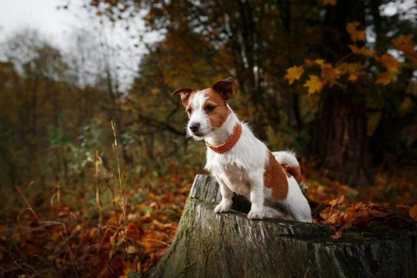 JRT w parku