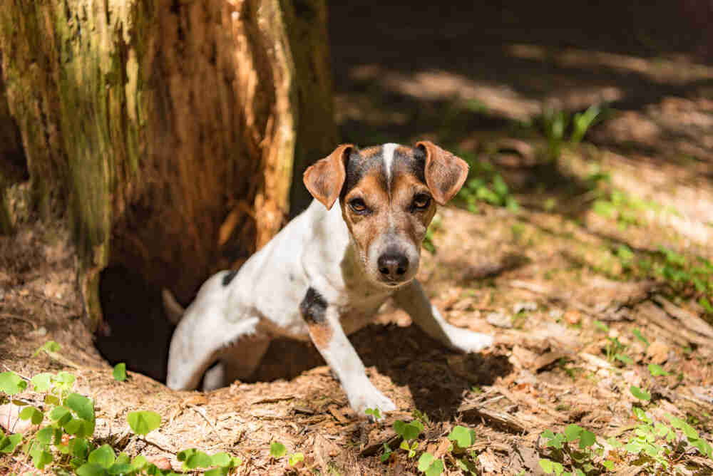 jrt na polowaniu (1).jpg