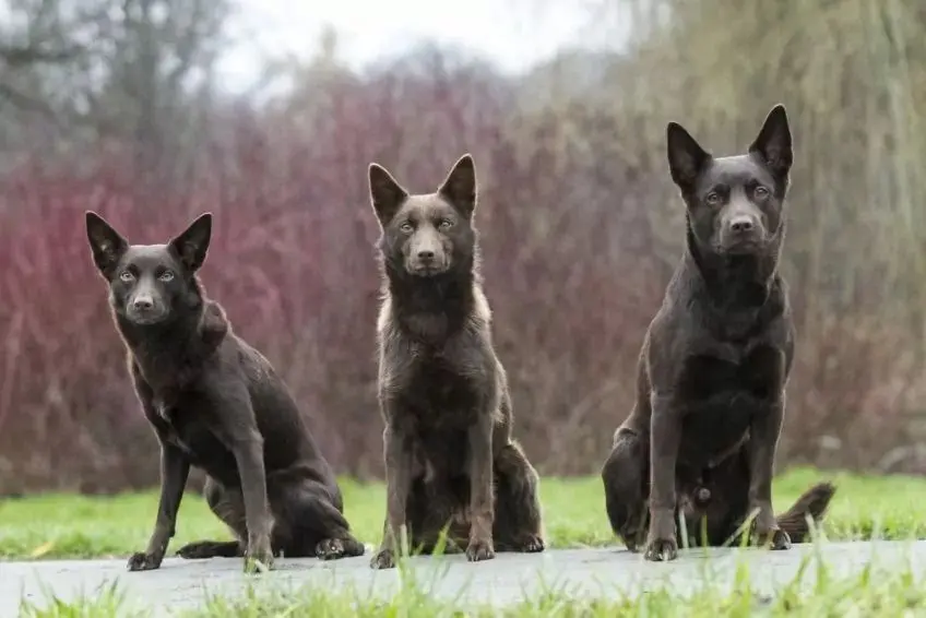 Trzy siedzące kelpie
