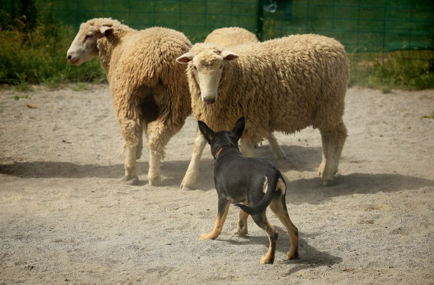 Kelpie przy pracy z owcami