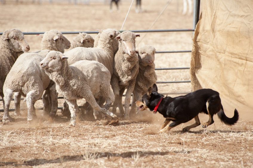 Kelpie przy pracy z owcami
