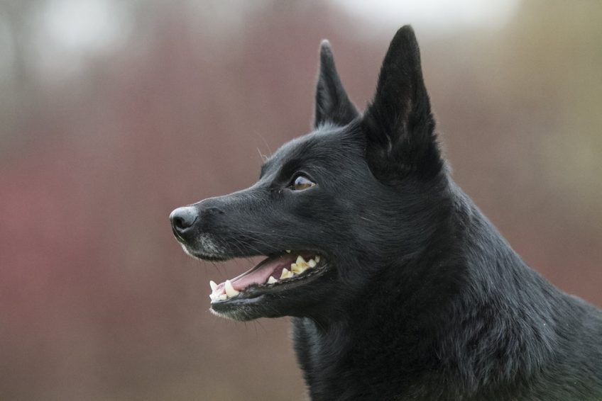 Portret czarnego kelpie z profilu