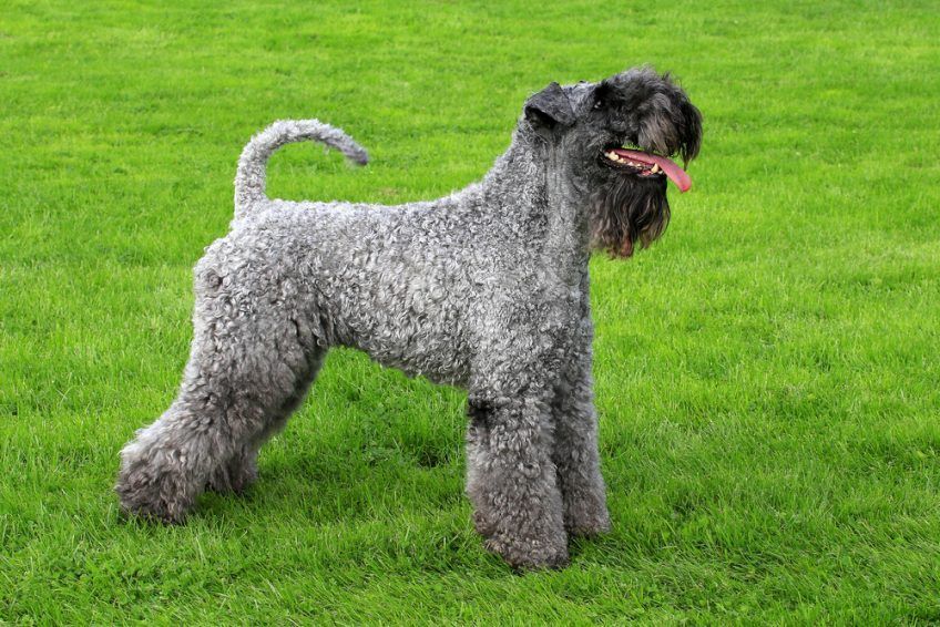 Kerry blue terrier stojący na trawie