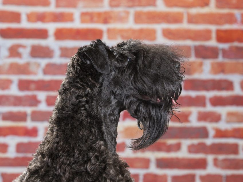 Głowa kerry blue terrier z profilu