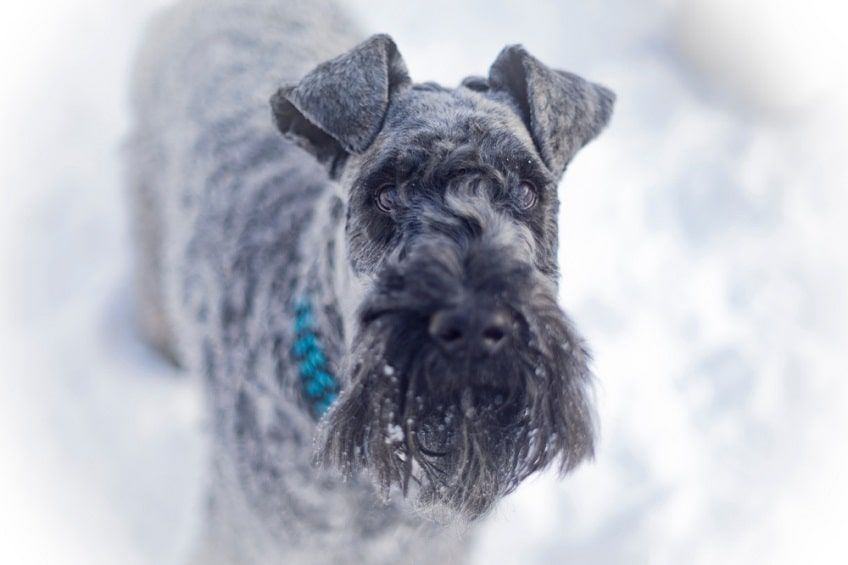kerry blue terrier-min.jpg