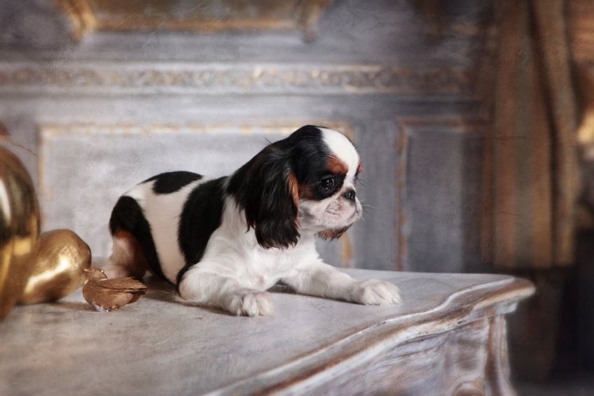 King charles spaniel leżący na ozdobnym stoliku