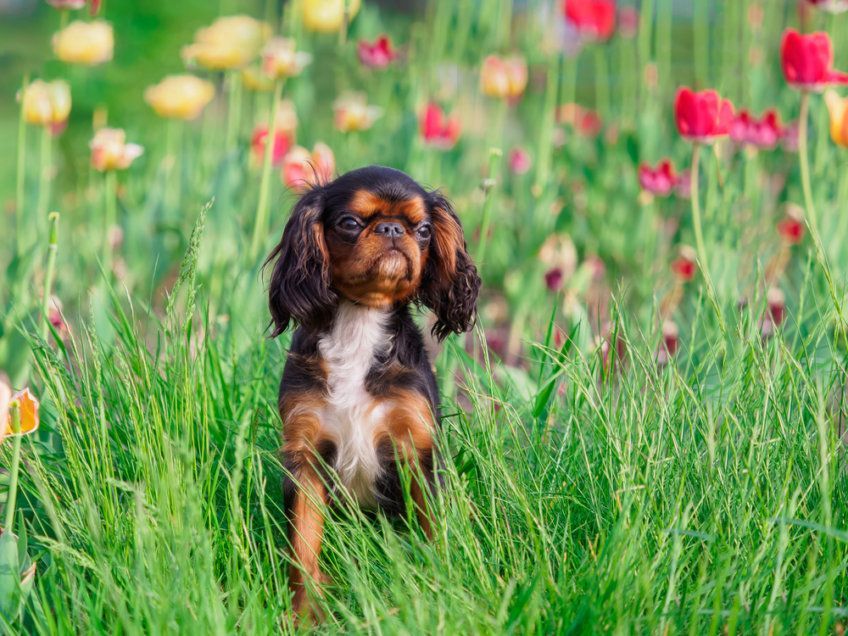 King charles spaniel siedzący na łące