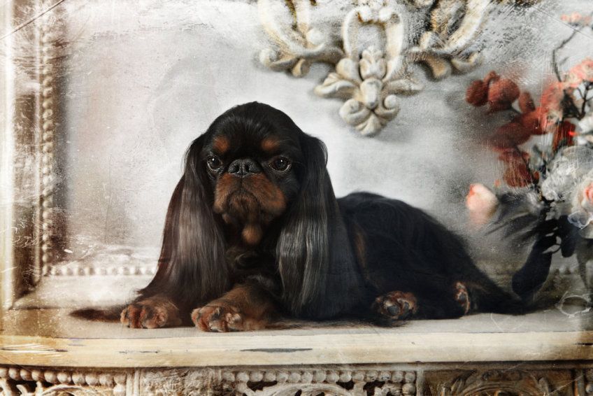King charles spaniel leżący na zabytkowym krześle