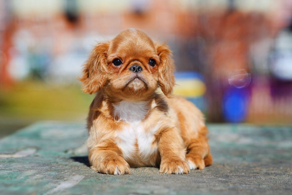 king charles spaniel.jpg