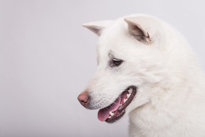 kishu