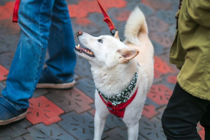 kishu