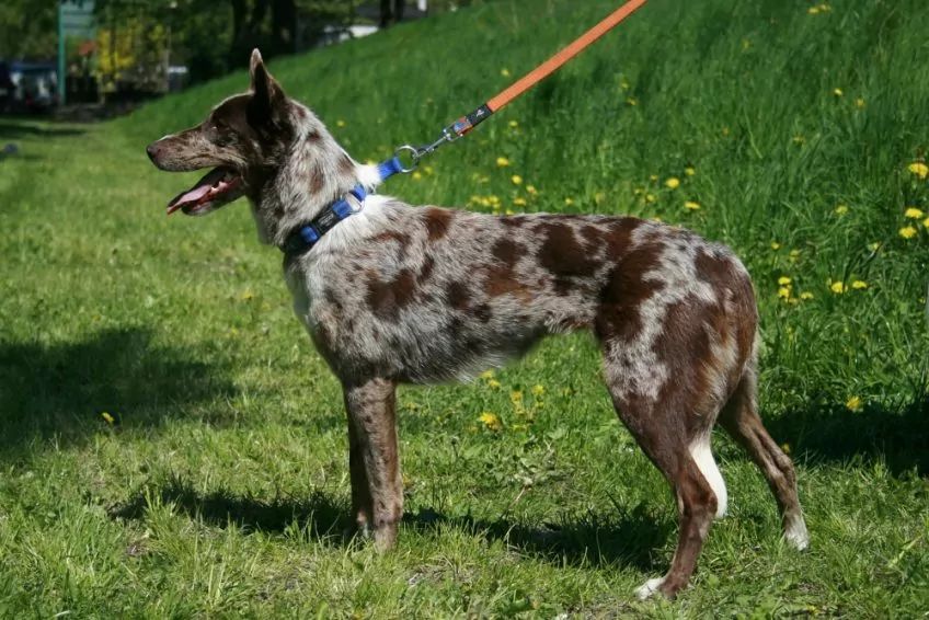 Krótkowłosa red merle suka koolie w pozycji wystawowej