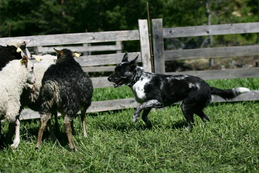 Krótkowłosy blue merle koolie przy pracy z owcami