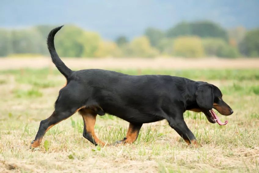 Kopov kłusujący po łące