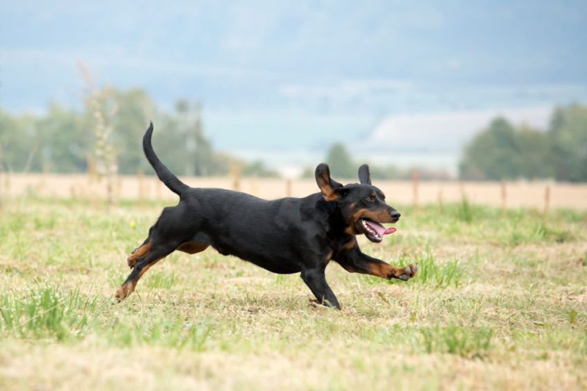 Kopov galopujący radośnie po łące