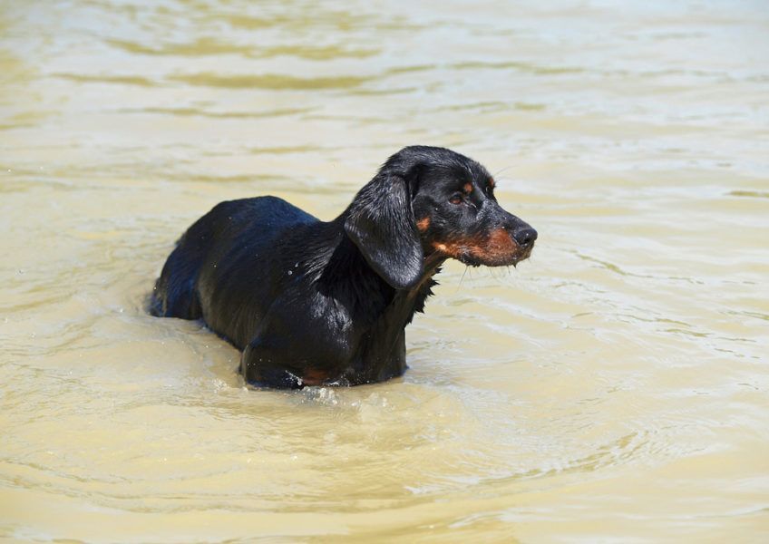 Kopov stojący w wodzie