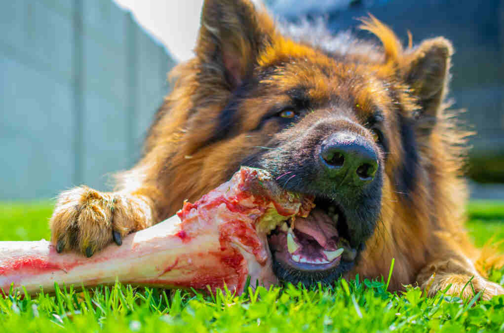 kości do gryzienia (1).jpg