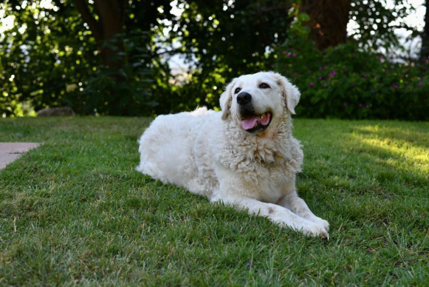 kuvasz leży na trawie