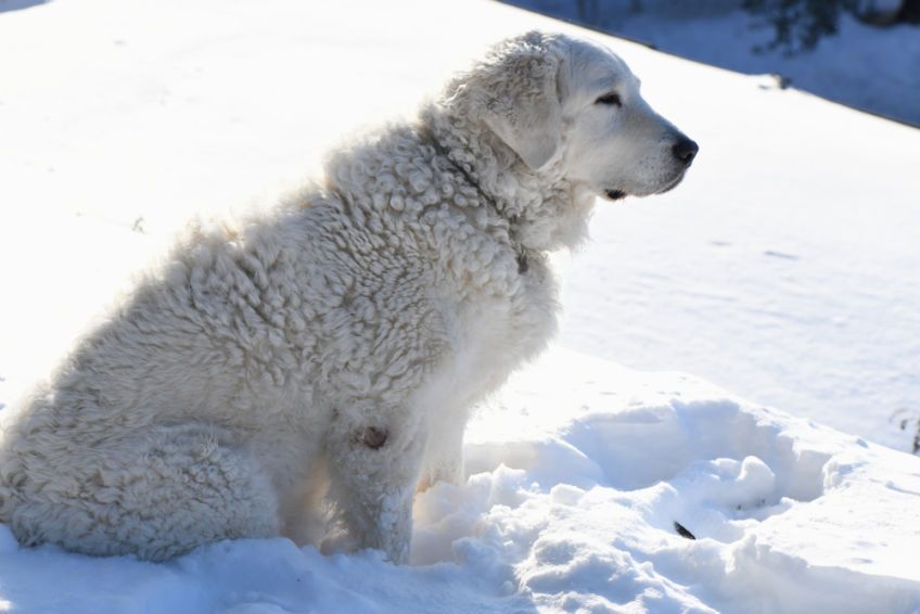 kuvasz na śniegu