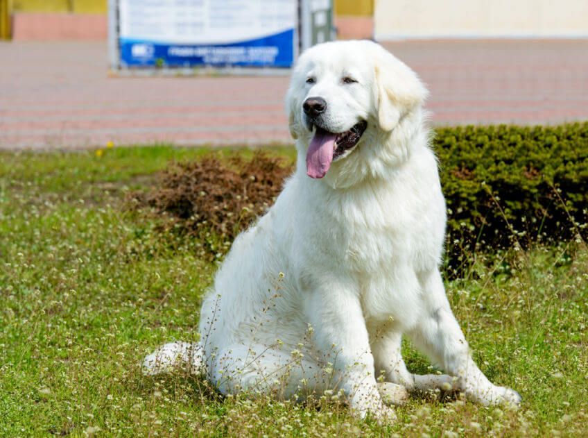 kuvasz siedzi na trawie