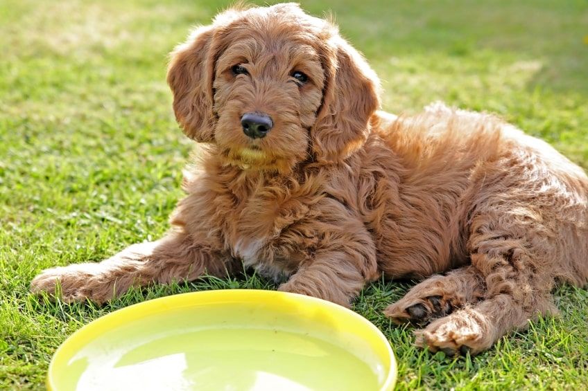 labradoodle szczeniak
