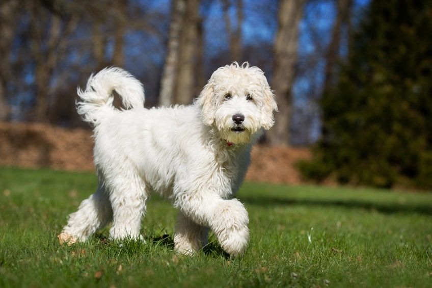 labradoodle w ruchu