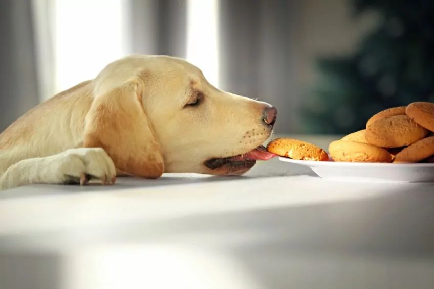 labrador kradnie ciastko