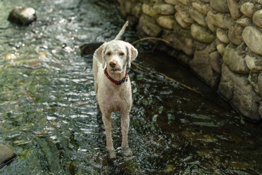 Ostrzyżony na krótko lagotto stojący w wodzie