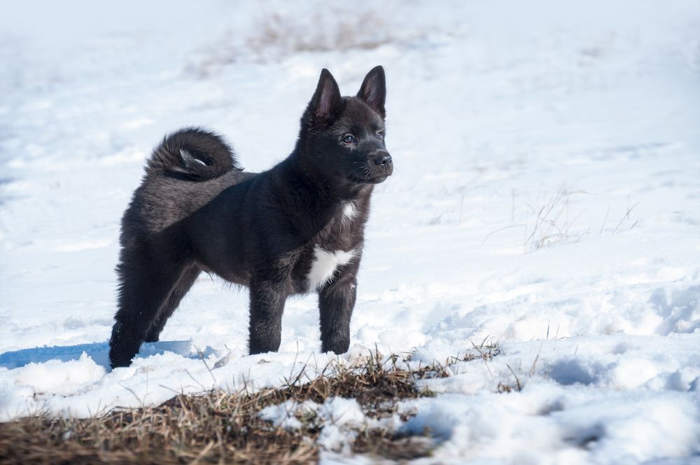 łajka rosyjsko-europejska myśliwski pies