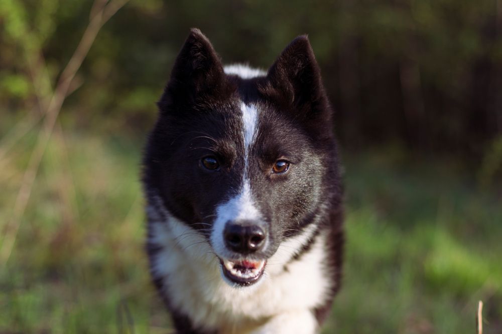 łajka rosyjsko-europejska rasa psa