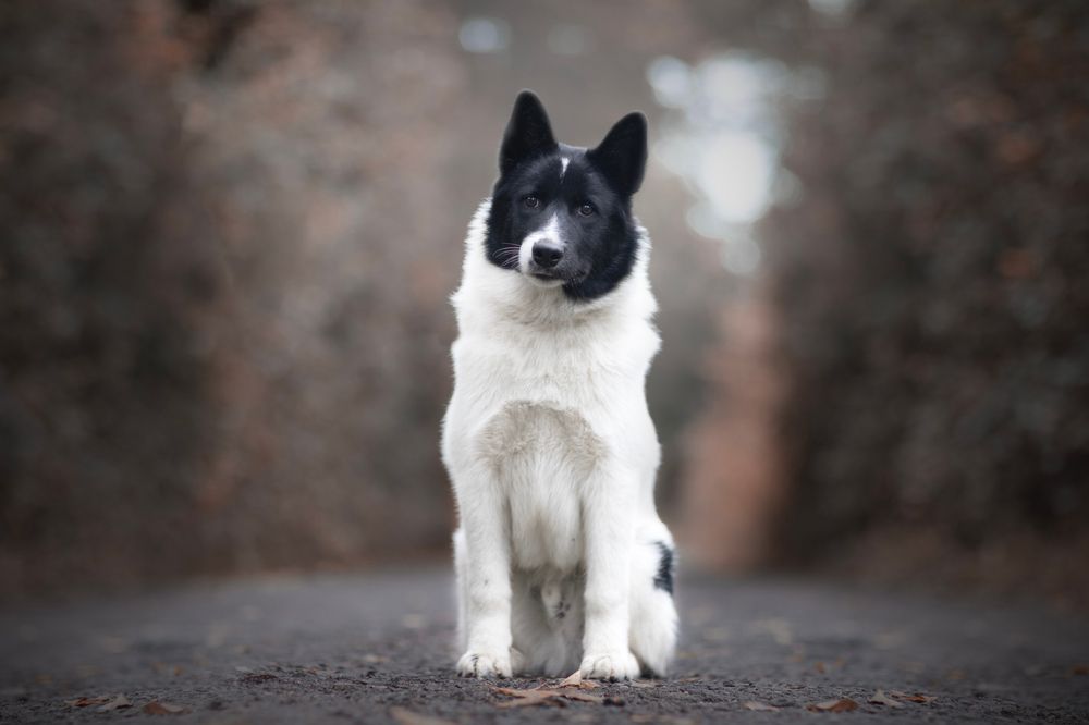 łajka rosyjsko-europejska