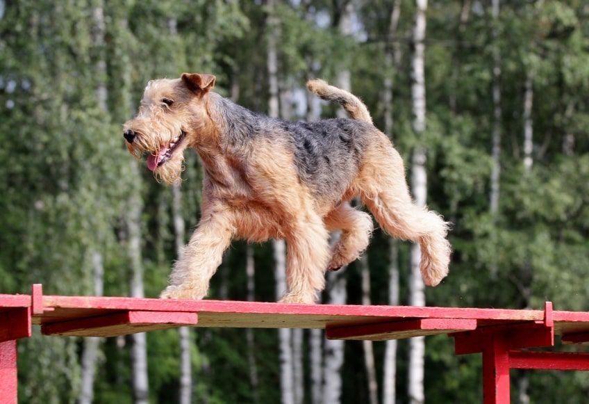 lakeland terrier charakter