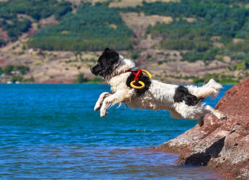 Landseer skaczący do wody
