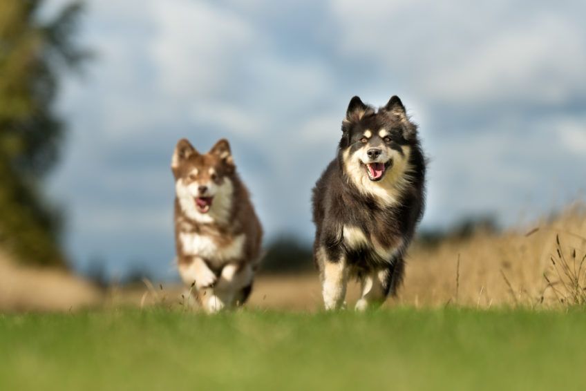 Dwie lapinkoiry biegnące w stronę fotografaa