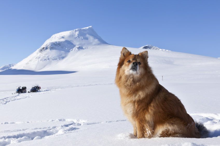 Ruda lapinkoira w śnieżnym krajobrazie