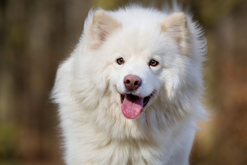 Portret kremowej lapinkoiry