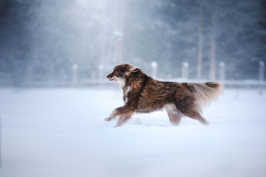 Lapinkoira biegnąca w śnieżnym krajobrazie