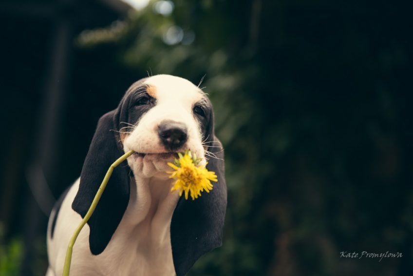 Portret szczeniaczka gończego berneńskiego z kwiatkiem w pyszczku