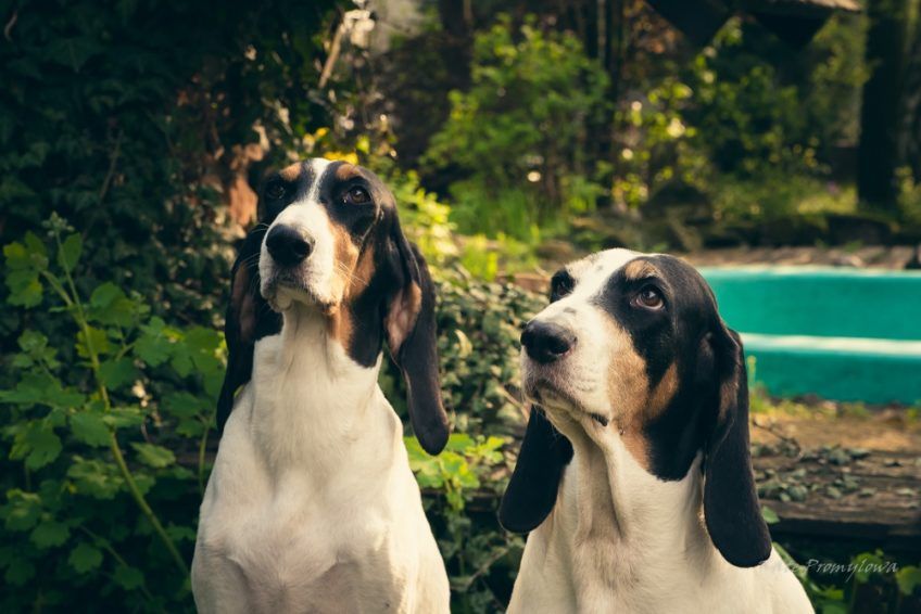 Portret dwóch gończych berneńskich