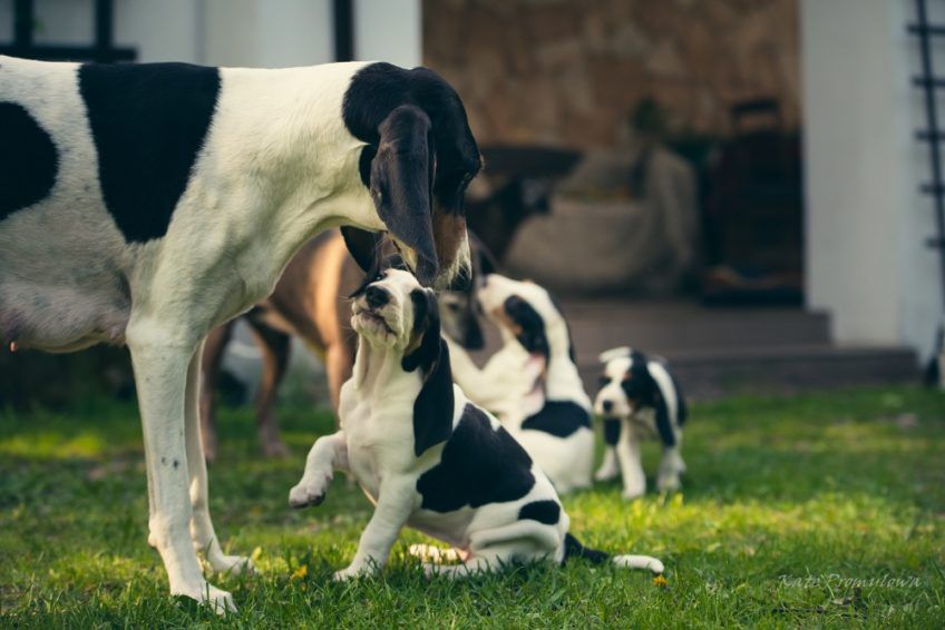 Matka i szczenię gończego berneńskiego
