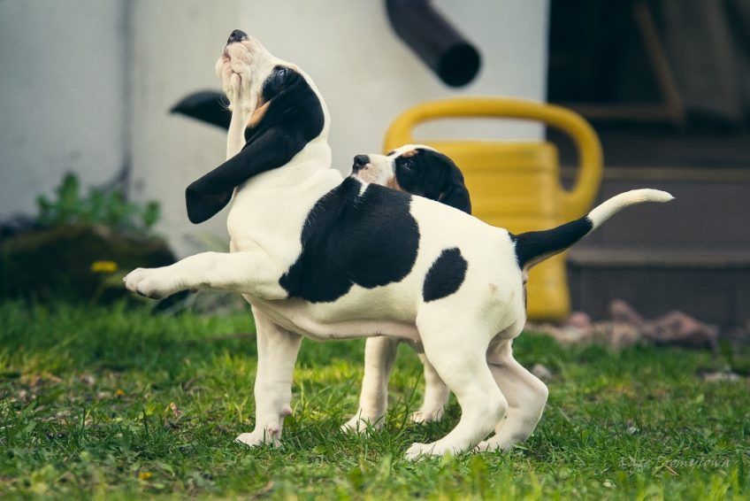 Szczenię gończego berneńskiego spoglądające do góry