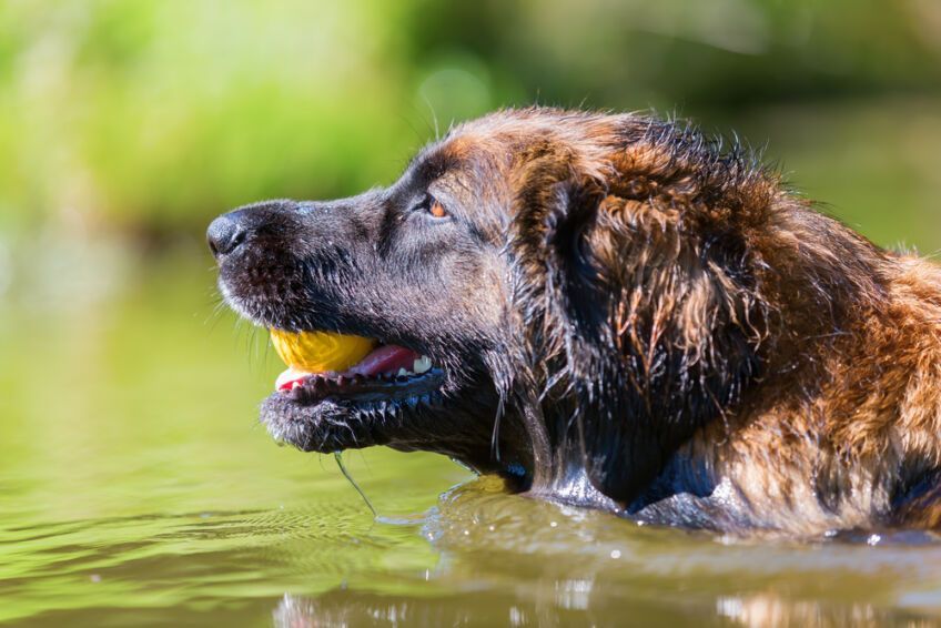 leonberger