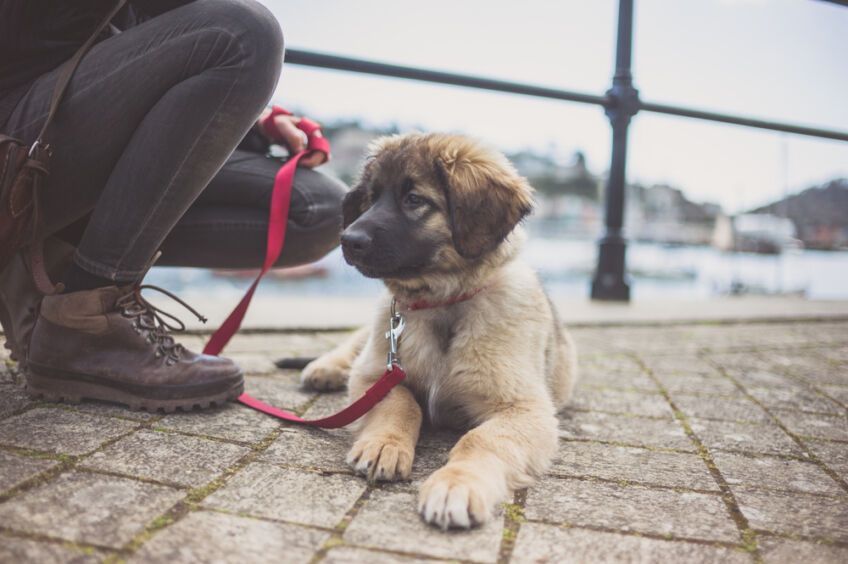 leonberger