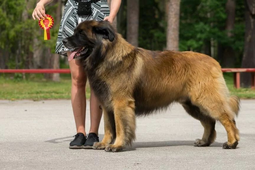 leonberger