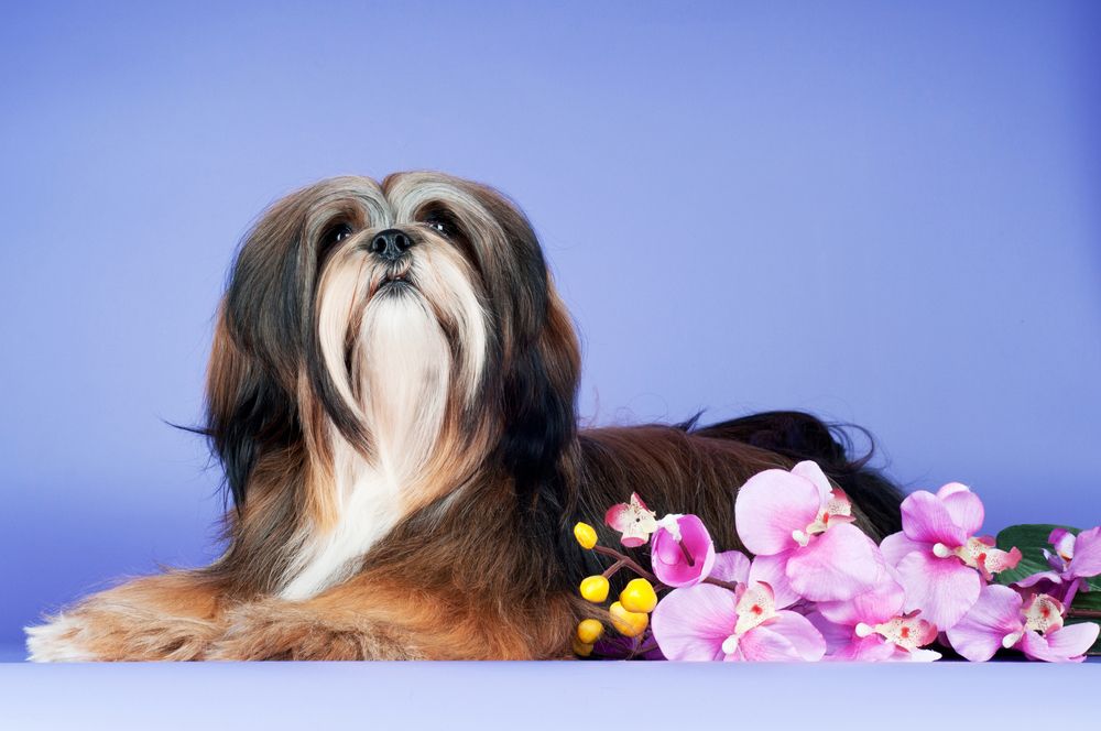lhasa apso 12.jpg