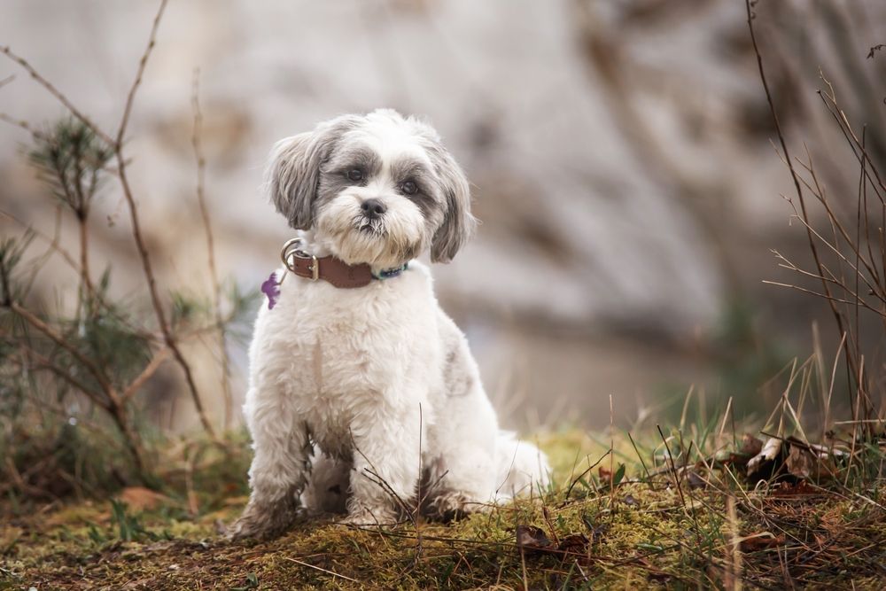 lhasa apso 13.jpg